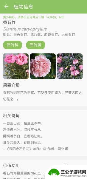 手机如何查看树木名称图片 华为手机植物识别准确度如何