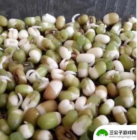 手机如何种豆芽 在家种豆芽的步骤和方法