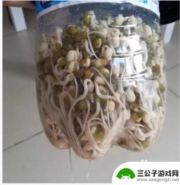 手机如何种豆芽 在家种豆芽的步骤和方法