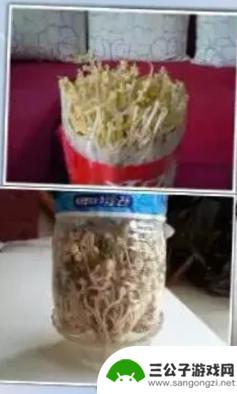 手机如何种豆芽 在家种豆芽的步骤和方法