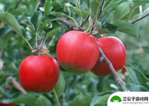 苹果手机怎么存放最好 怎样保存苹果的新鲜度最好